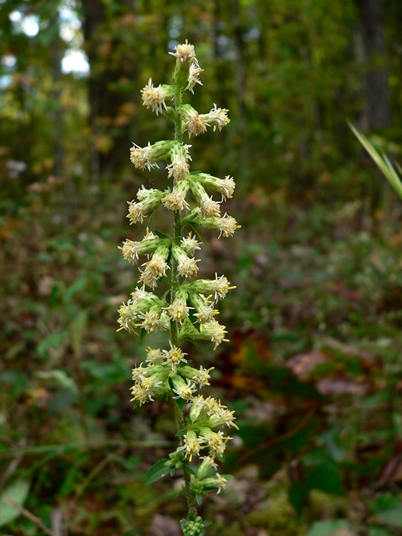 {Solidago bicolor}